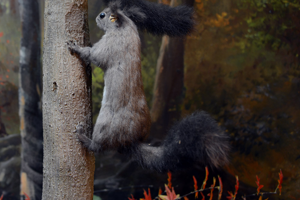 Squirrel Squirrel specimen displayed at the Naejangsan museum