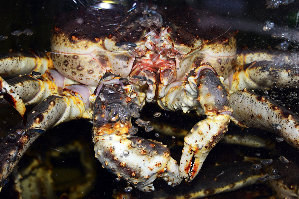 Crab Live crab in a seafood tank in Seoul