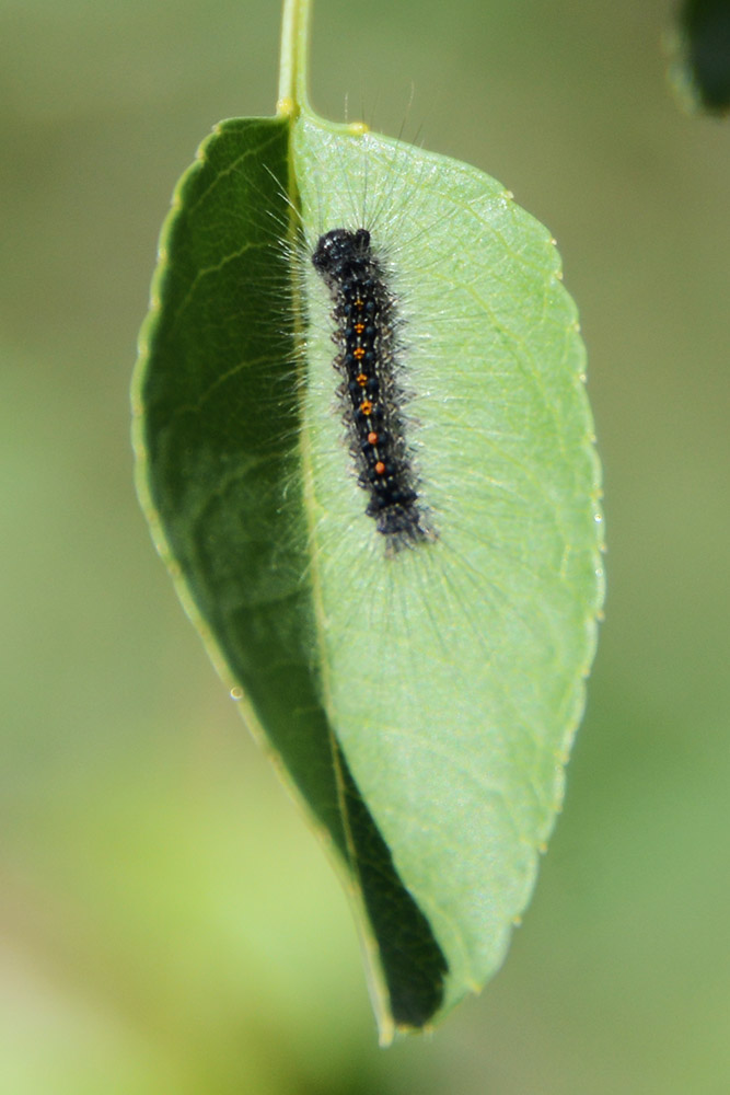 Caterpillar Caterpillar in the Fann Mountains Tajikistan