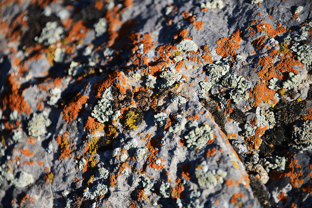 Lichen Colorful lichen in the Fann Mountains