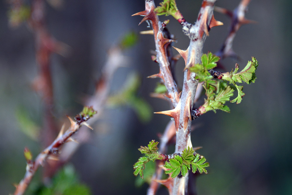 Thorn Bush Thorn bush in the Fann Mountains