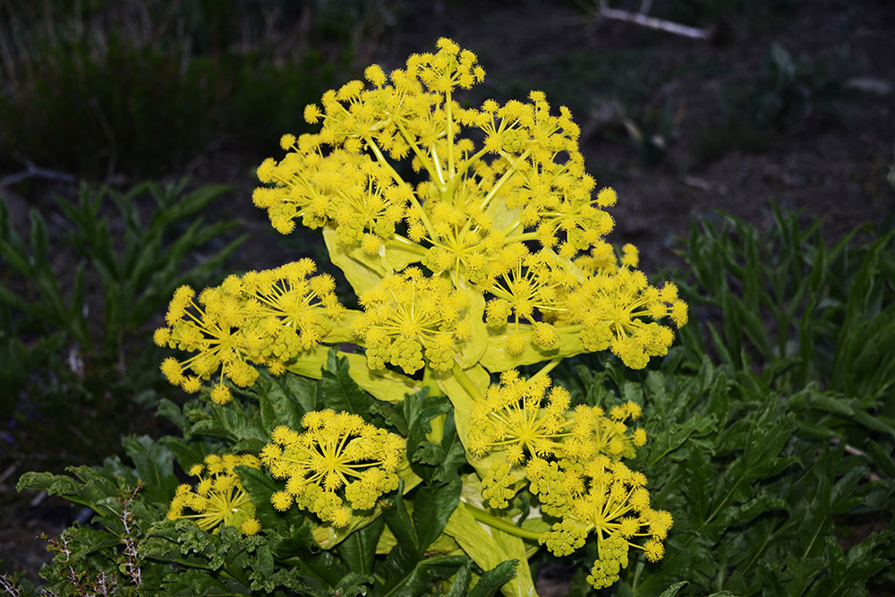 Mountain Plant Yellow mountain plant in the Fann Mountains