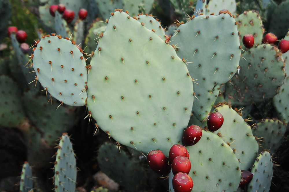 Texas Cactus Cactus near the Spanish missions of San Antonio Texas