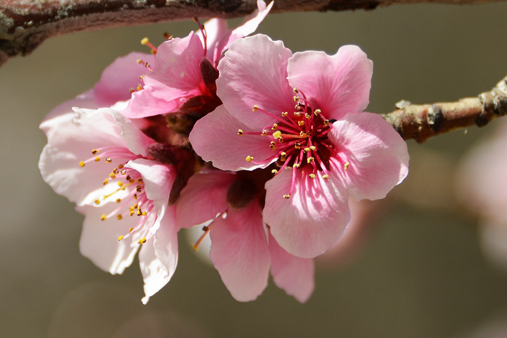 Spring flowers at Norbulingka in Lhasa