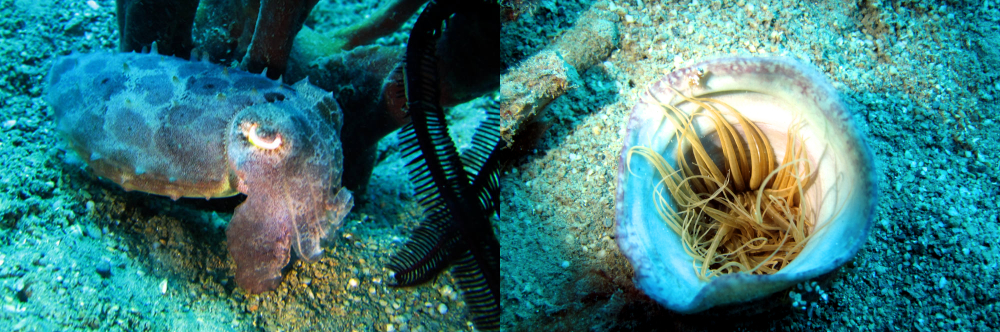 Scuba diving in Timor-Leste