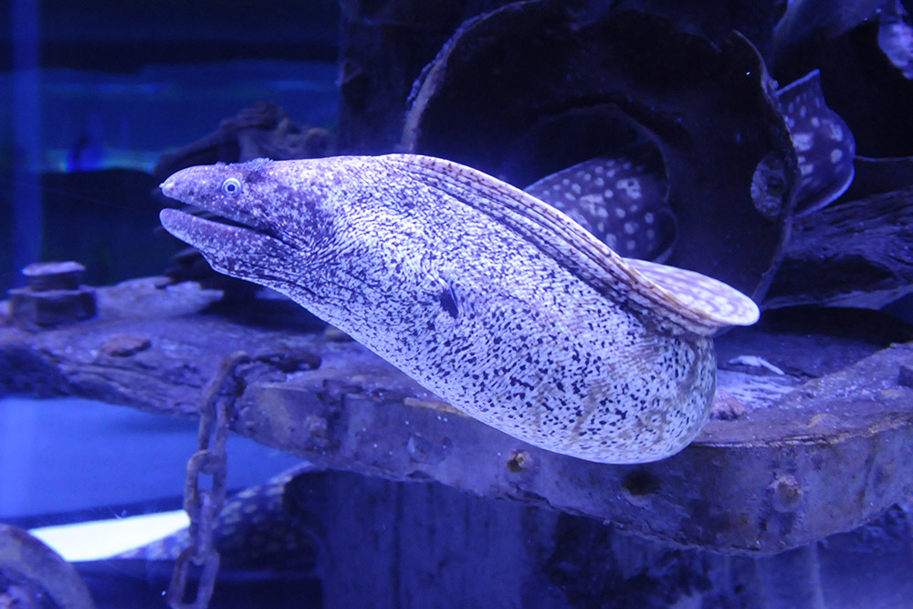 Large eel at Antalya Aquarium