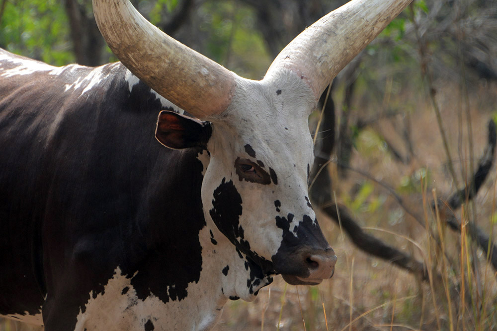Cattle at Ziwa Cattle grazing at Ziwa Rhino Sanctuary
