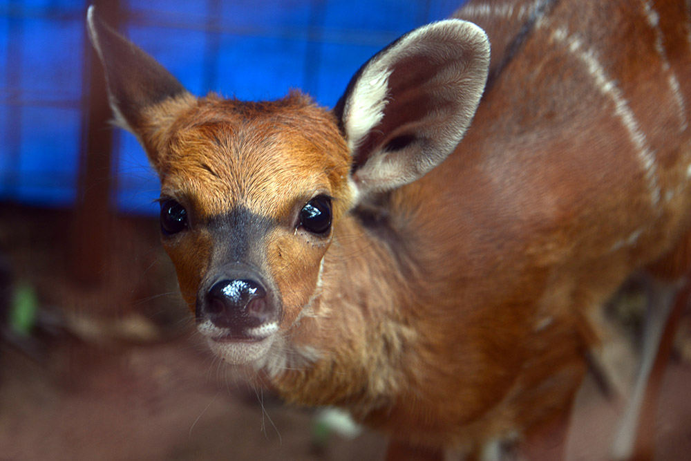 Antelope Rehabilitation Injured antelope being rehabilitated at Ziwa Rhino Sanctuary