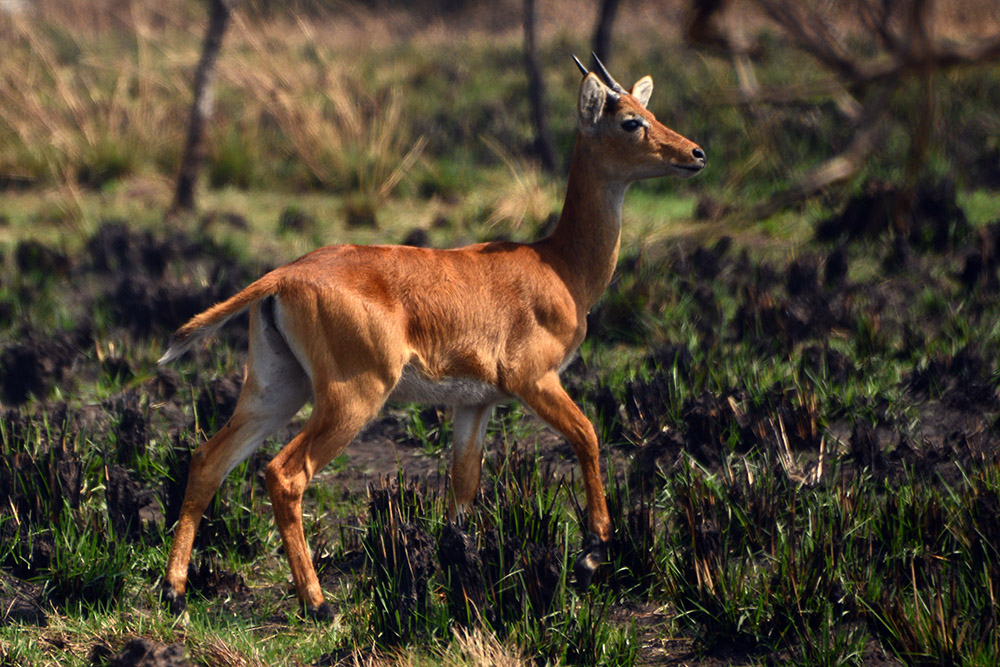 Antelope Antelope at Ziwa Rhino Sanctuary in Uganda