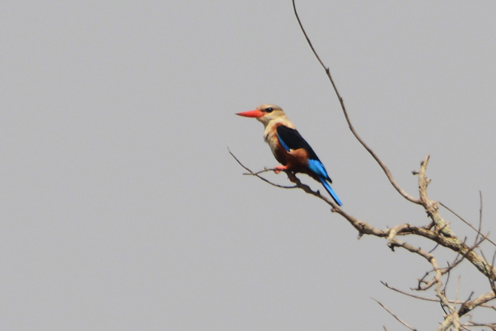 Kingfisher Kingfisher at Ziwa Rhino Sanctuary