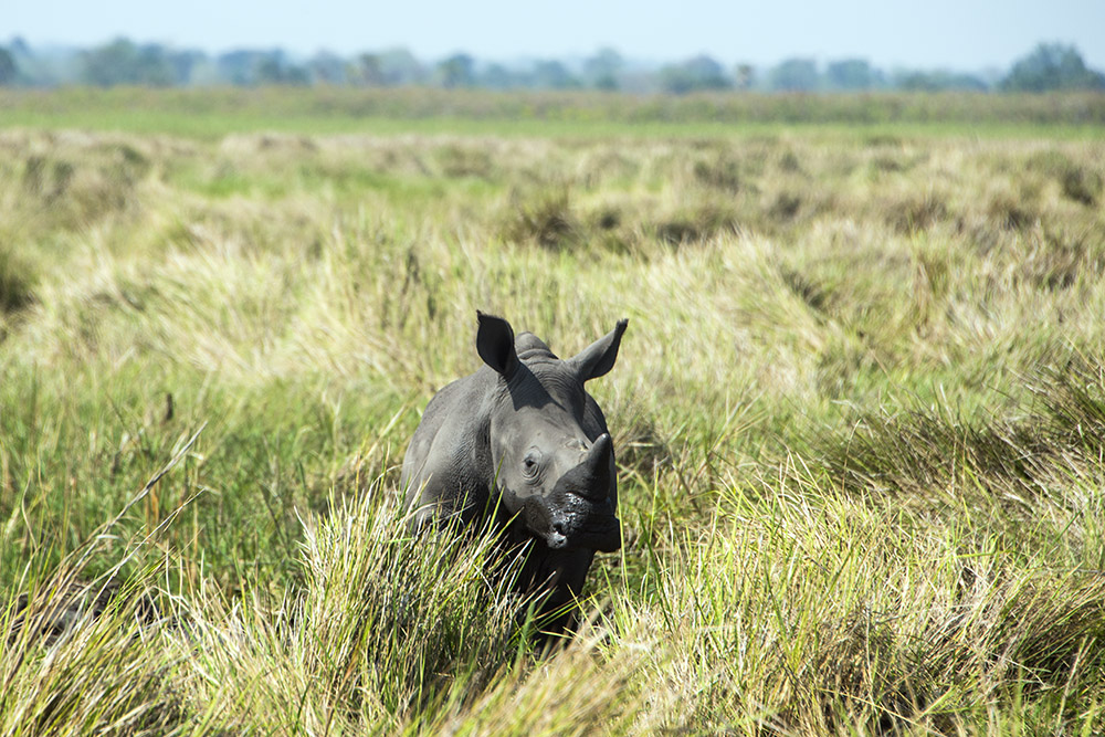 Baby Rhino Young rhino at Ziwa Rhino Sanctuary in Uganda