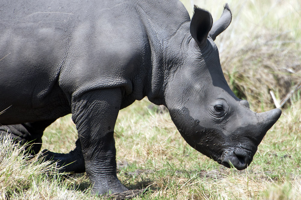 Baby Rhino Young southern white rhinoceros at Ziwa Rhino Sanctuary