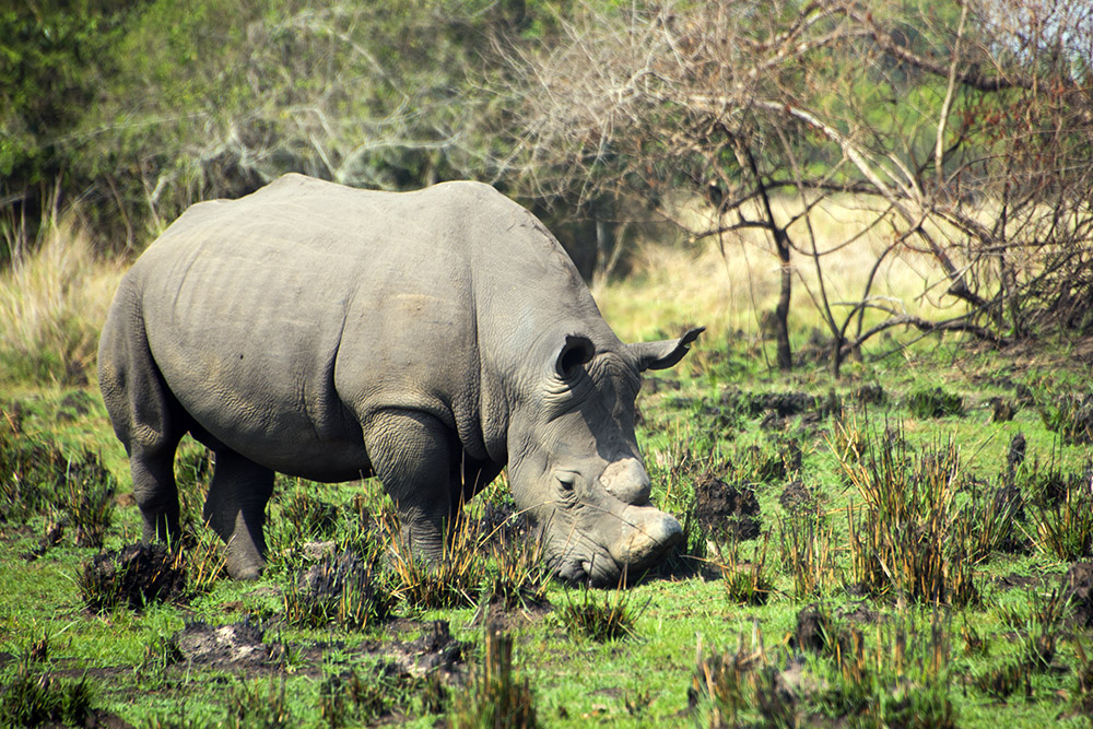 Bull Rhino Southern white rhino at Ziwa Rhino Sanctuary