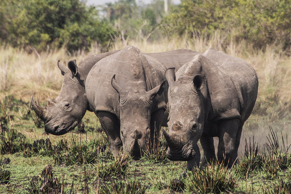 Rhinos Group of southern white rhinos at Ziwa Rhino Sanctuary in Uganda