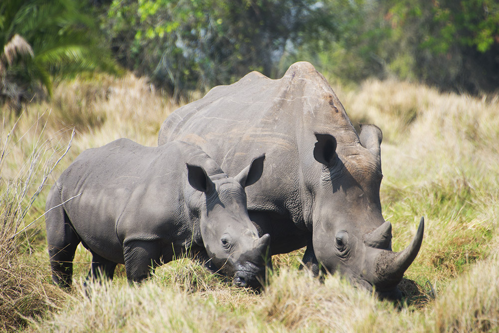 Rhinoceros Mother and young southern white rhino at Ziwa Rhino Sanctuary