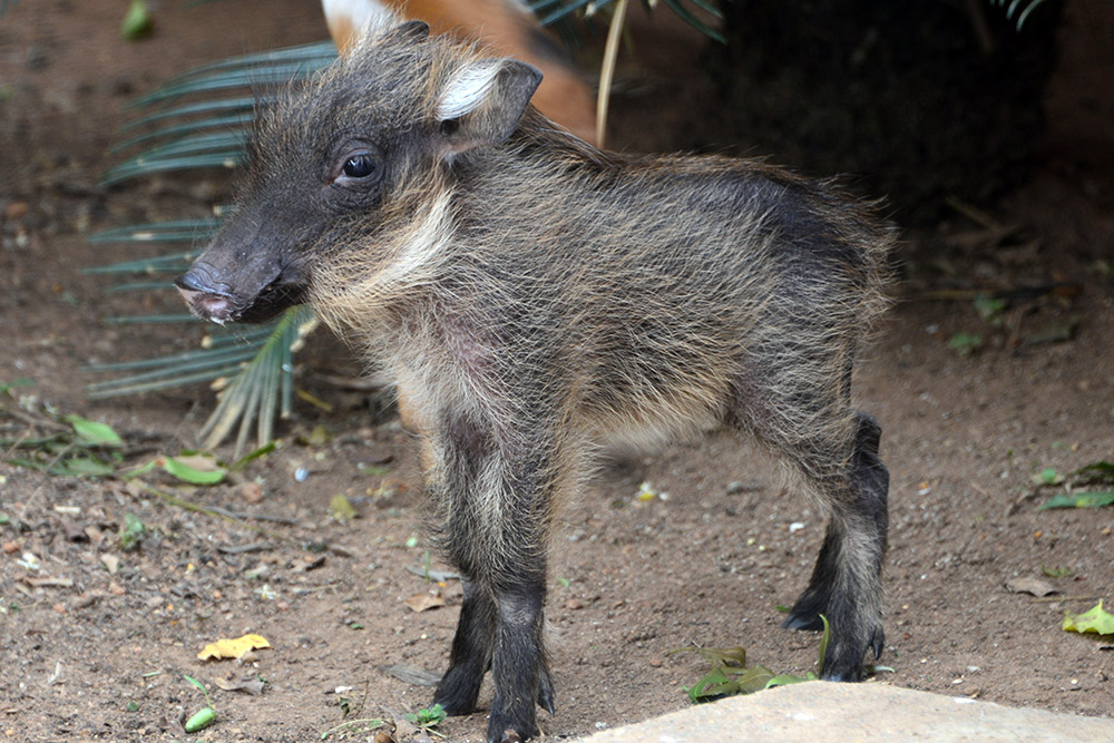 Warthog Warthog being rehabilitated at Ziwa Rhino Sanctuary