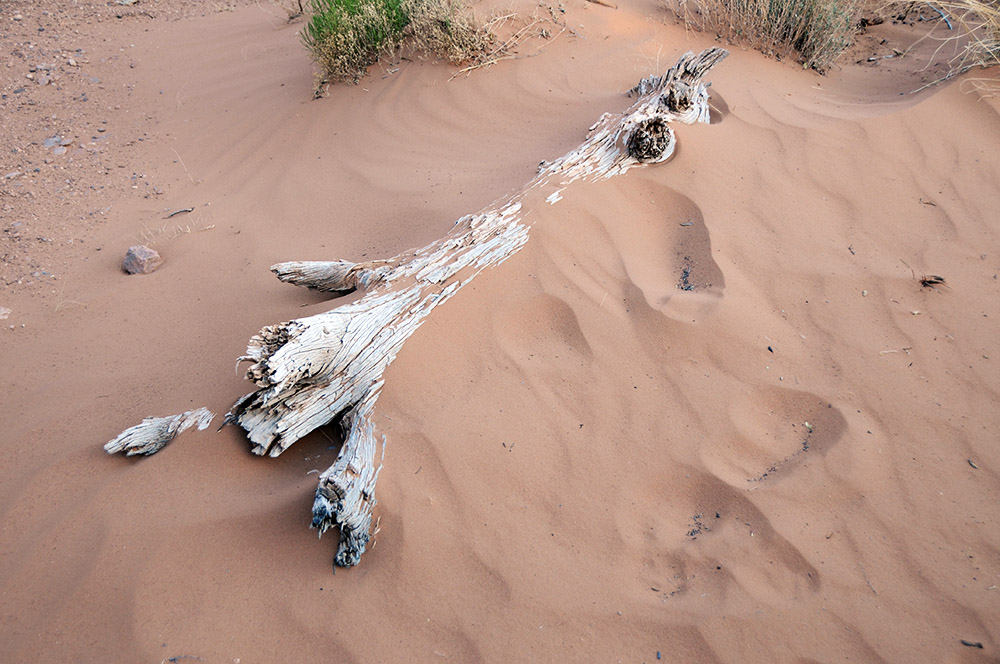 Dead tree in Arches National Park