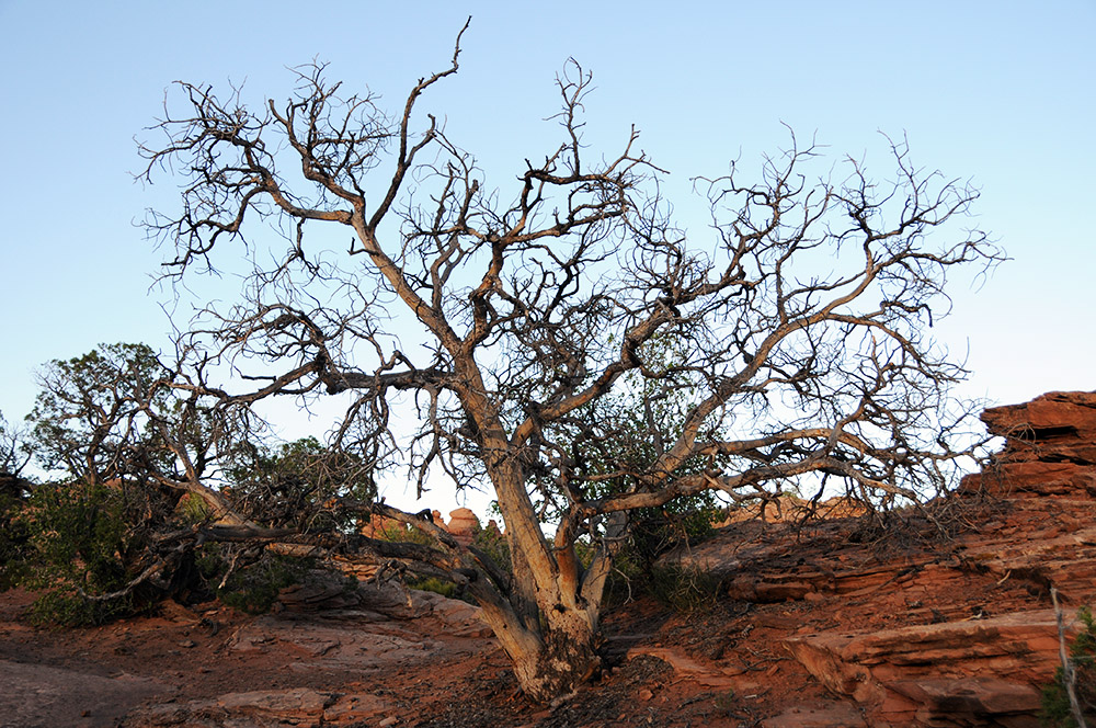 Tree in Arches National Park
