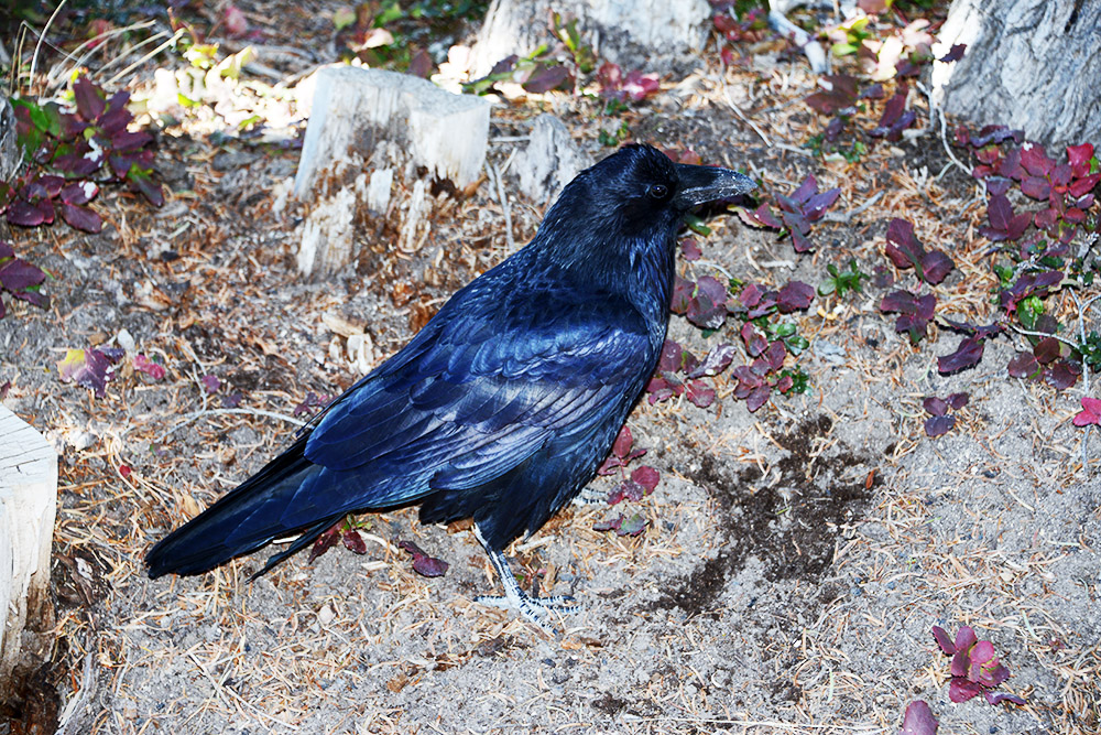 Crow in Bryce Canyon