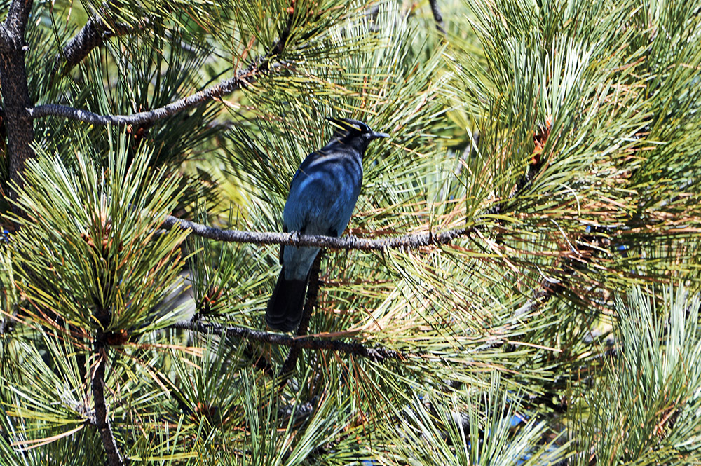 Steller's Jay in Bryce Canyon