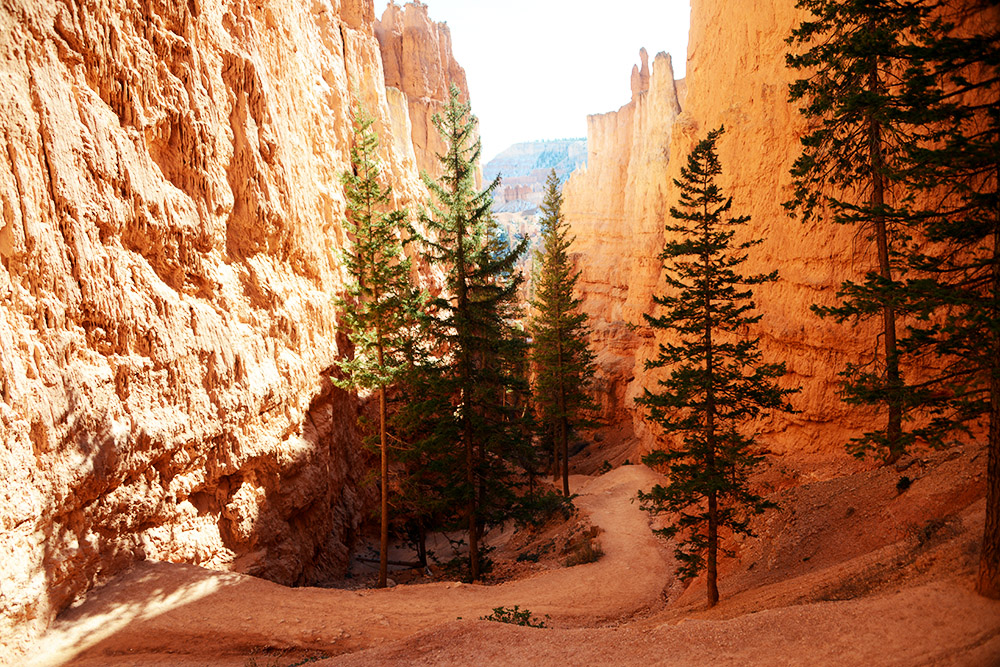 Trees in Bryce Canyon