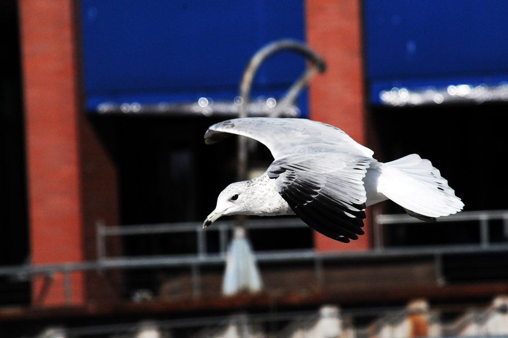 Gull over the Burlington waterfront