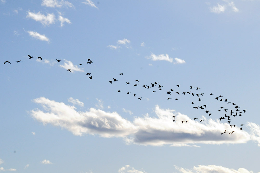 Flock of geese over Lake Champlain