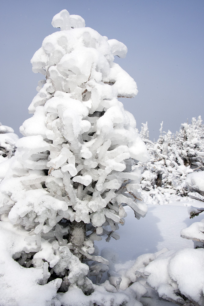 Tree covered in ice on Mt. Mansfield