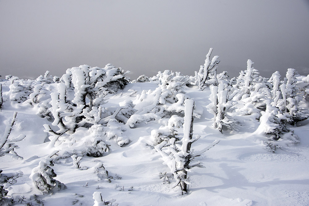 High elevation trees on Mt. Mansfield