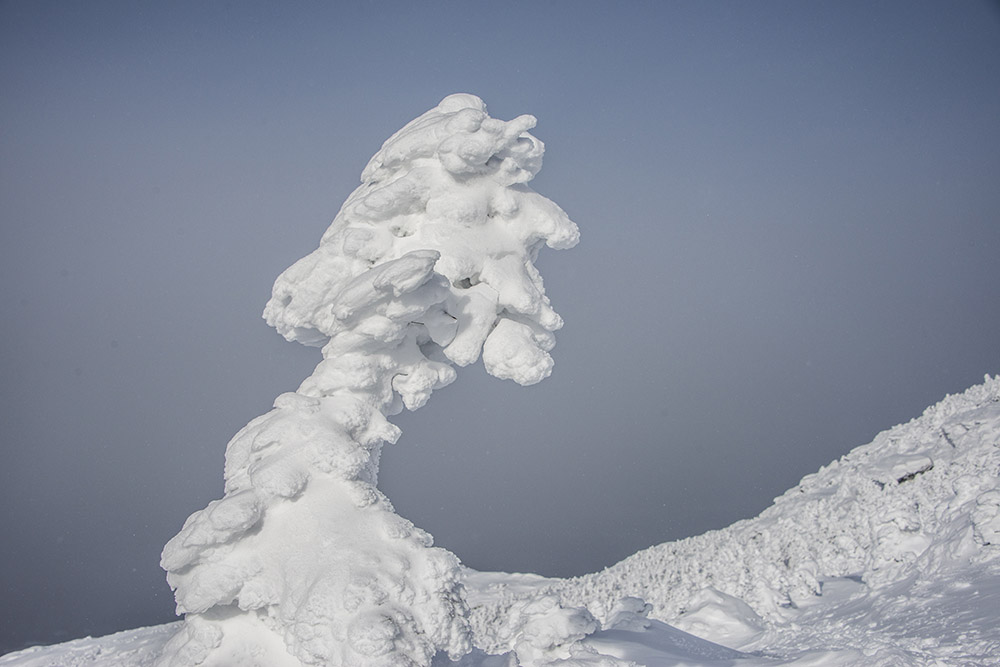 Snow covered tree near the summit of Mt. Mansfield