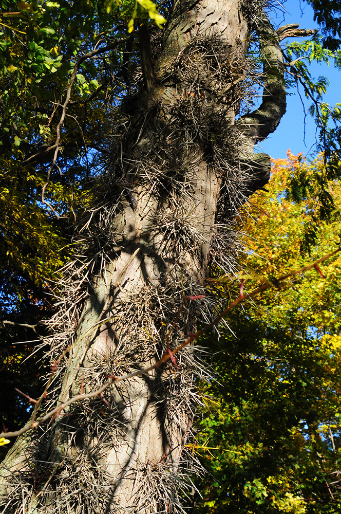 Tree with unusual growth in Vermont