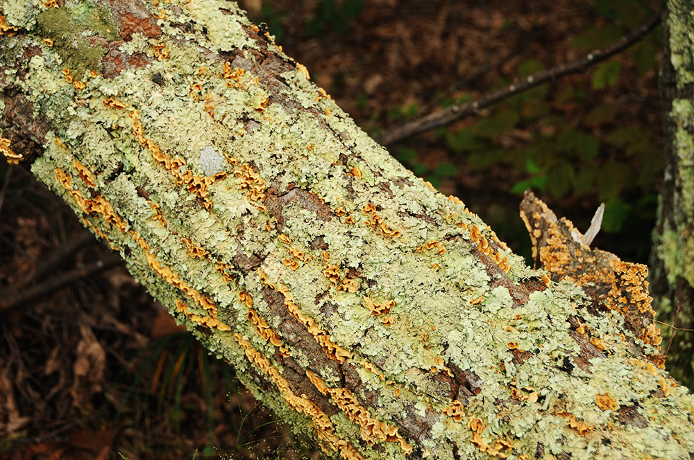 Colorful Bark Colorful bark, moss and lichen along the McAfee Knob trail