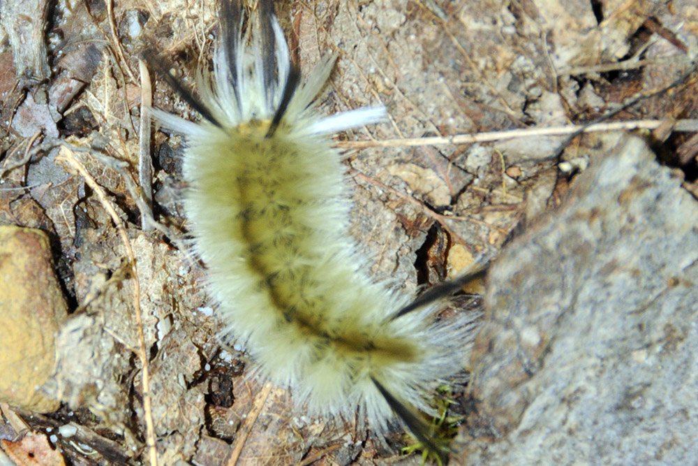 Dagger Moth Caterpillar Dagger moth caterpillar along the McAfee Knob trail
