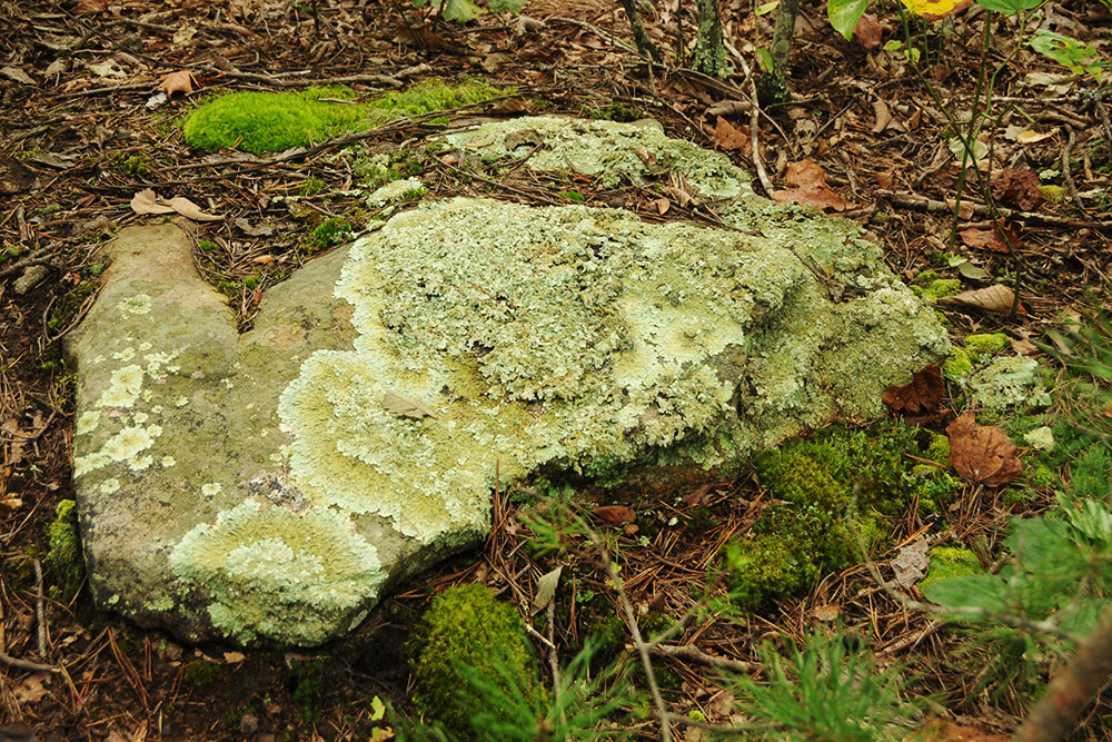 Moss Moss along the McAfee Knob trail