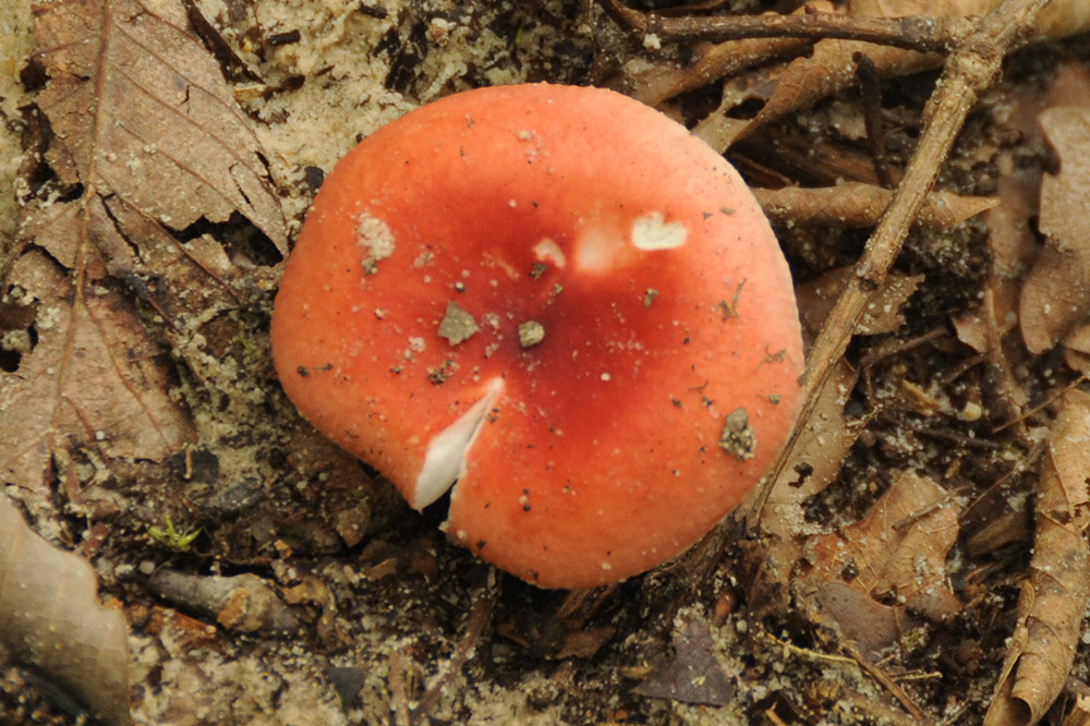 Mushrooms Mushrooms along the McAfee Knob trail