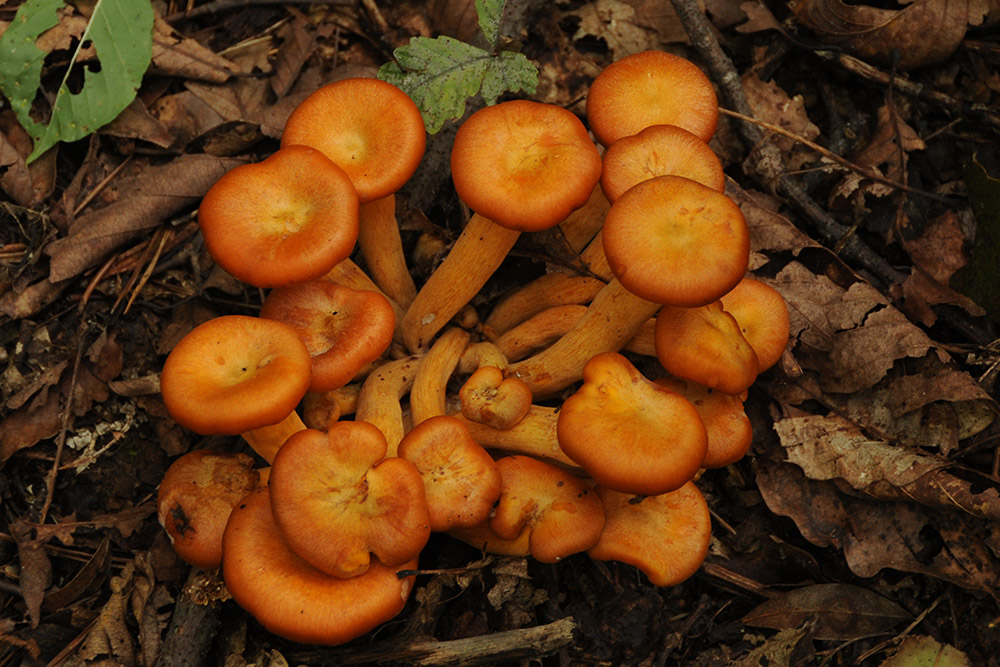 Orange Mushrooms Orange mushrooms along the McAfee Knob trail