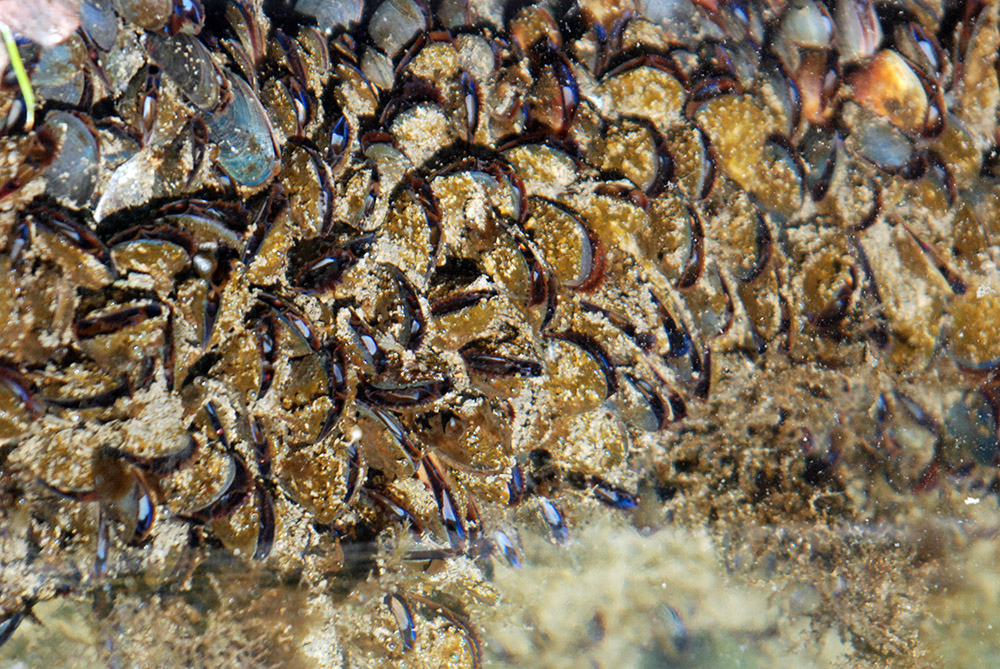 Olympia Clams Clams in Budd Inlet Olympia Washington