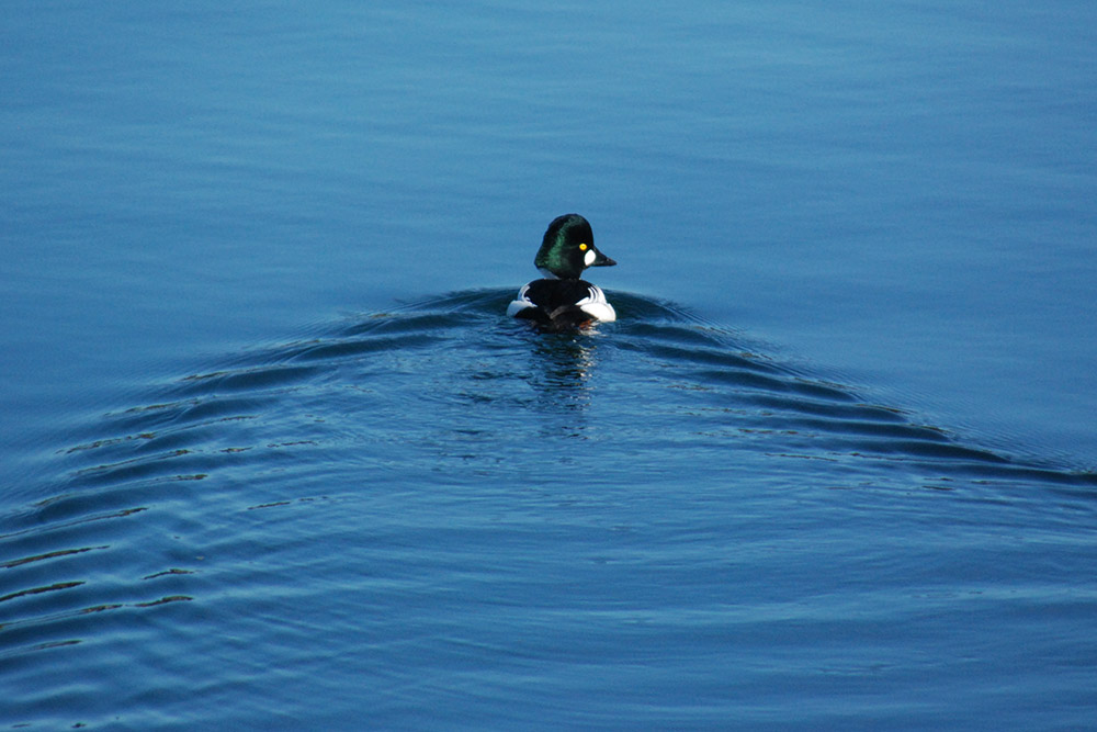 Duck Duck in Olympia Washington