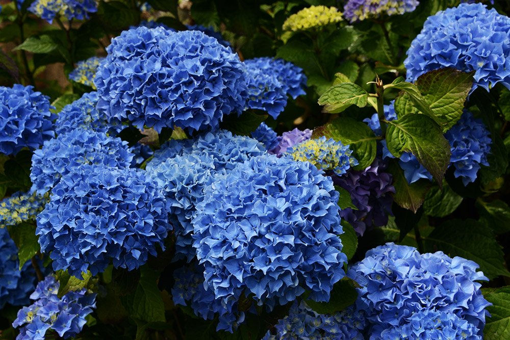Summer Flowers Summer flowers in Olympia Washington