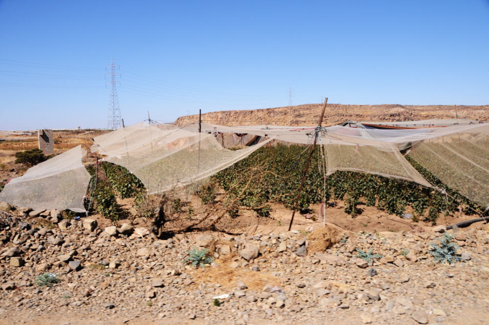 Khat growing in Yemen