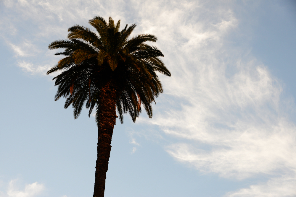 Palm tree beneath blue and white clouds in Buenos Aires
