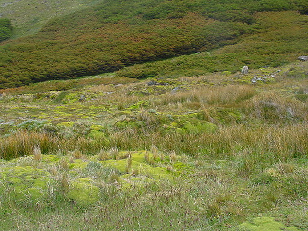 Green landscape in Tierra del Fuego Argentina