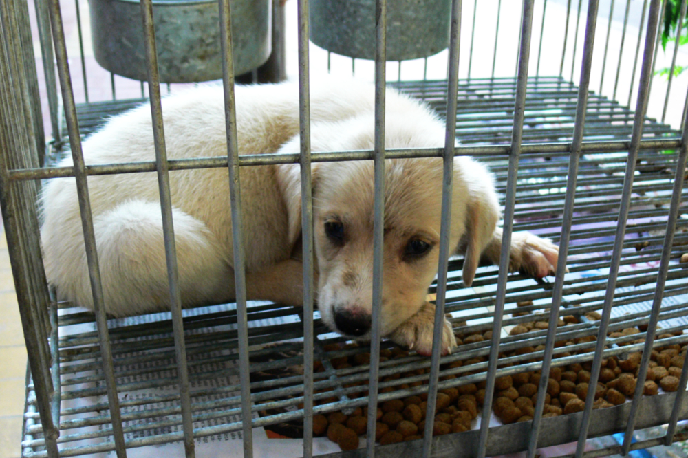 Dog in a pet store in Mendoza Argentina