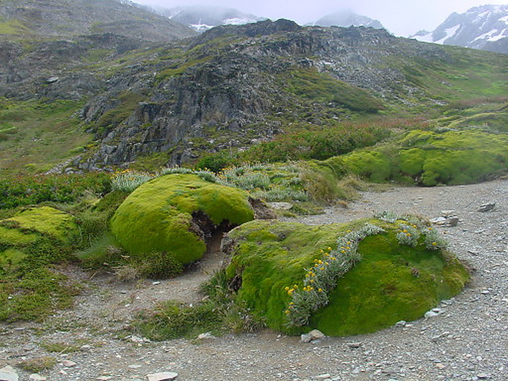 Moss and vegetation in Tierra del Fuego Argentina
