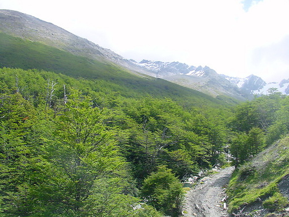 Hiking trail near Ushuaia in Tierra del Fuego Argentina