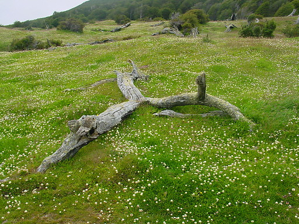 Dead tree in Tierra del Fuego Argentina