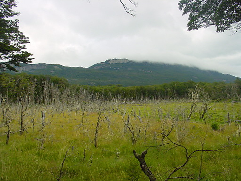 Dead trees along a trail in Tierra del Fuego Argentina