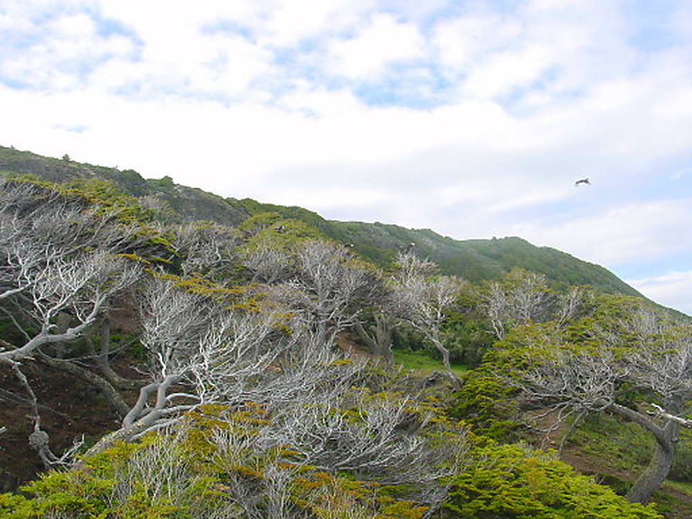 Birds of prey in Tierra del Fuego Argentina