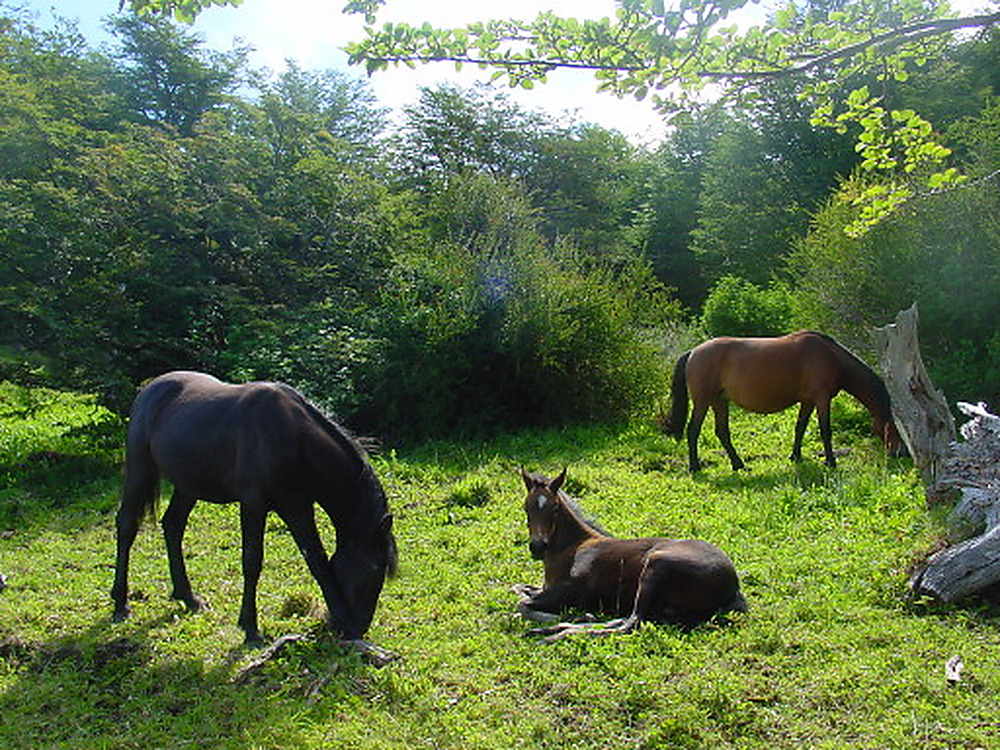 Horses in Tierra del Fuego Argentina