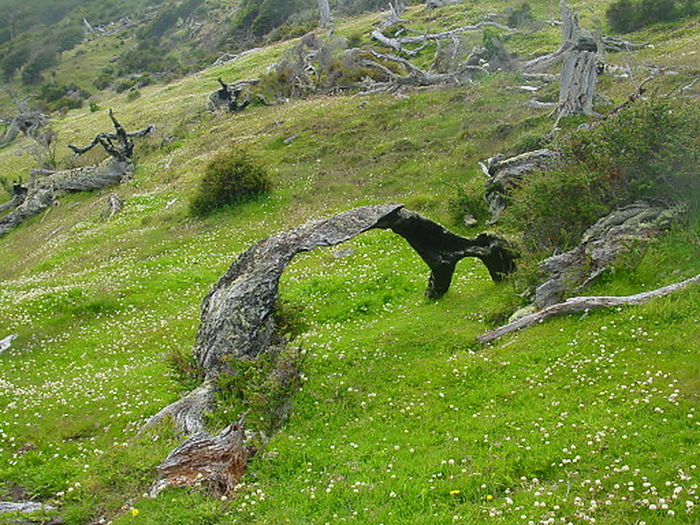 Unusual tree in Tierra del Fuego Argentina